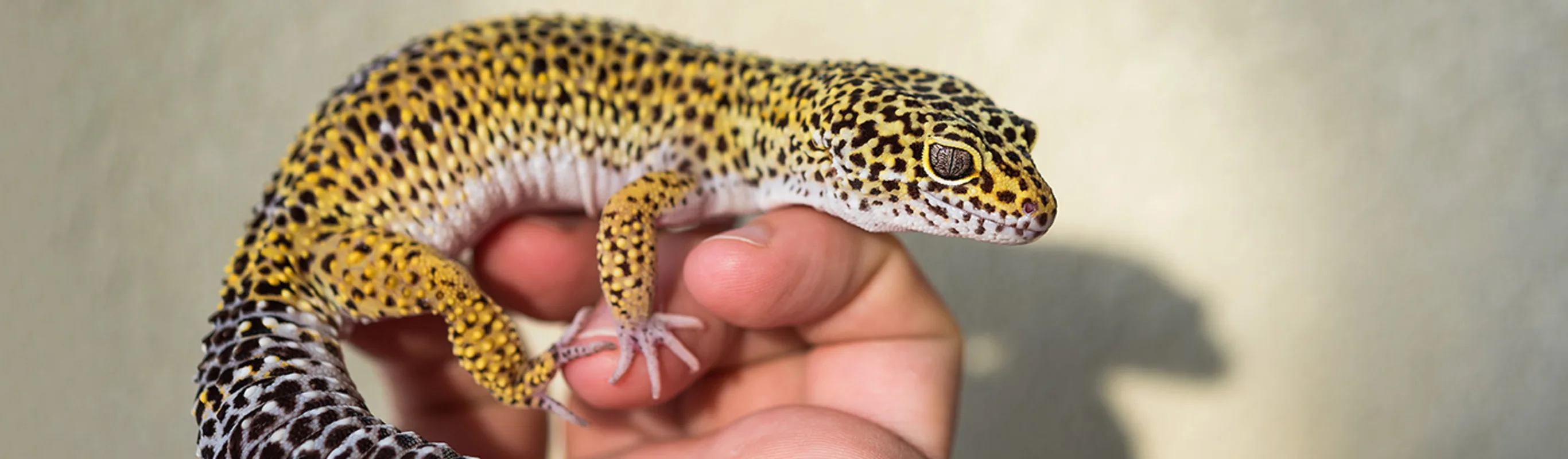 Yellow leopard gecko sitting on a hand